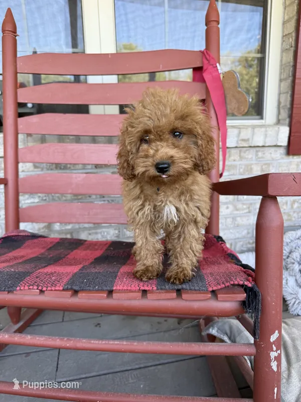 Cora – Miniature Labradoodle puppy for sale in Bowling Green, KY