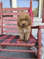 Cora, a female Miniature Labradoodle for sale in Bowling Green, KY – 2 of 6