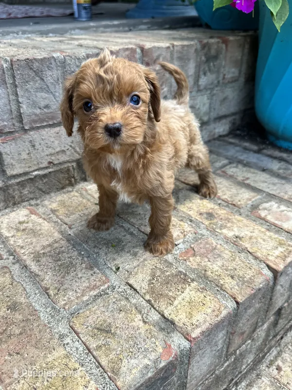 River – Cavapoo puppy for sale in Bowling Green, KY