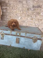Cami, a female Miniature Labradoodle for sale in Bowling Green, KY – 5 of 7
