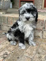 Nala, a female Sheepadoodle and Miniature Bernedoodle for sale in Bowling Green, KY – 2 of 6