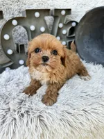 Autumn, a female Cavapoo for sale in Bowling Green, KY – 4 of 6