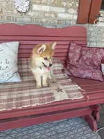 Reese, a male Pomsky for sale in Bowling Green, KY – 6 of 9
