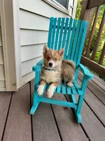 Hugo, a male Pomsky for sale in Bowling Green, KY – 2 of 6