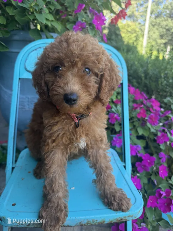 Callie – Miniature Labradoodle puppy for sale in Bowling Green, KY