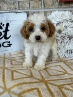 Rory, a female Cavapoo for sale in Bowling Green, KY – 2 of 5