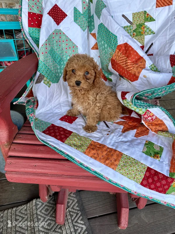 Epic – Cavapoo puppy for sale in Bowling Green, KY