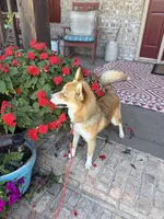 Hugo, a male Pomsky for sale in Bowling Green, KY – 8 of 10