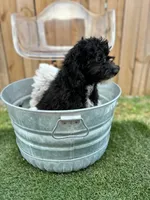 Nico (special price), a male Miniature Bernedoodle for sale in Bowling Green, KY – 5 of 7
