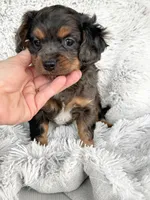 Epcot, a male Cavapoo for sale in Bowling Green, KY – Photo 2 of 4