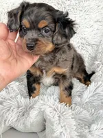 Epcot, a male Cavapoo for sale in Bowling Green, KY – Photo 3 of 4