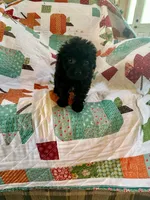 Lola, a female Cavapoo for sale in Bowling Green, KY – 1 of 4