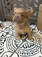 Cinnamon, a female French Bulldog for sale in Bowling Green, KY – 3 of 8
