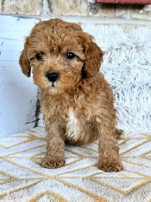 Reid – Cavapoo puppy for sale in Bowling Green, KY