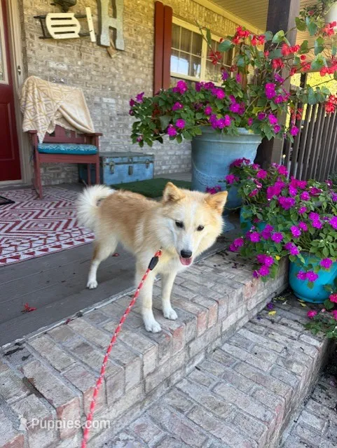 Hunter – Pomsky puppy for sale in Bowling Green, KY