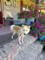 Hunter, a male Pomsky for sale in Bowling Green, KY – 3 of 8
