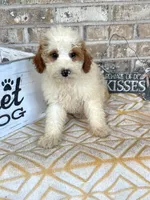 Brook, a female Miniature Bernedoodle for sale in Bowling Green, KY – 2 of 6