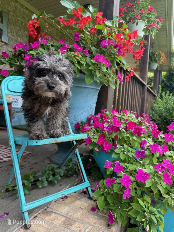 Leo – Cavapoo puppy for sale in Bowling Green, KY