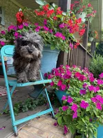 Leo, a male Cavapoo for sale in Bowling Green, KY – 1 of 5