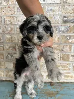 Sierra, a female Bernedoodle for sale in Bowling Green, KY – 5 of 5