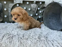 Ava, a female Cavapoo for sale in Bowling Green, KY – 7 of 10