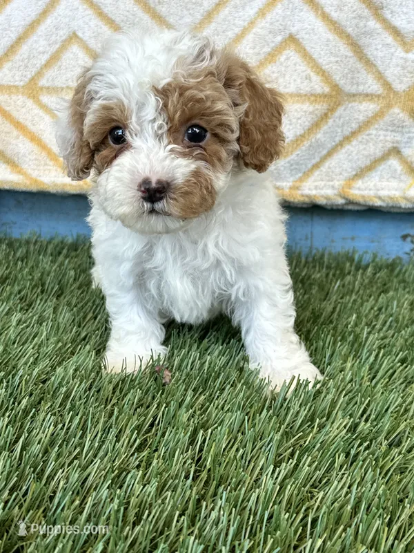 Reese – Cavapoo puppy for sale in Bowling Green, KY