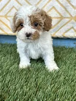 Reese, a female Cavapoo for sale in Bowling Green, KY – 1 of 7