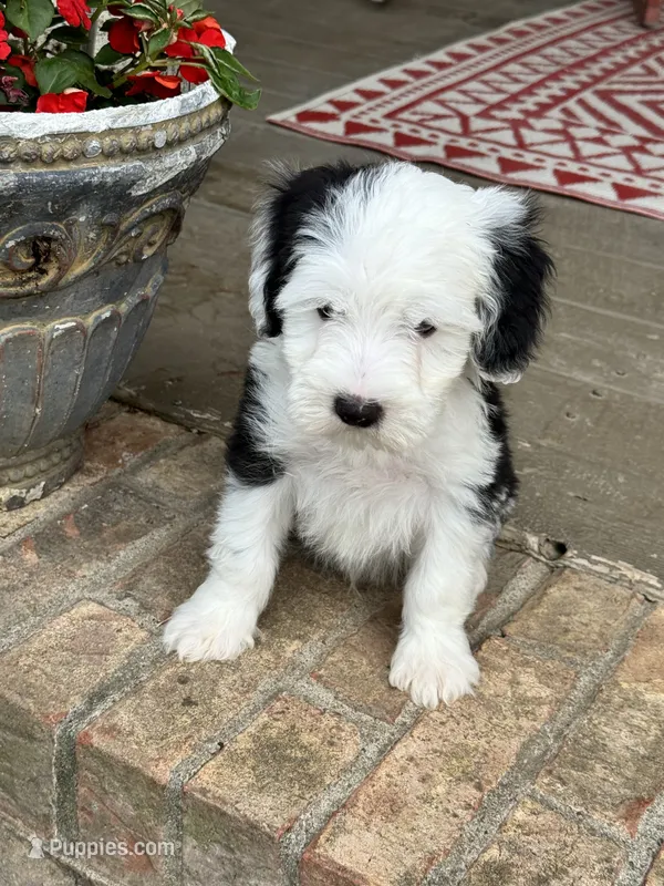 Norris – Sheepadoodle, Miniature Bernedoodle puppy for sale in Bowling Green, KY