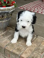 Norris, a male Miniature Bernedoodle for sale in Bowling Green, KY – 2 of 6