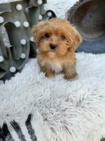 Ava, a female Cavapoo for sale in Bowling Green, KY – 5 of 10