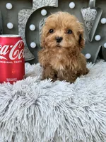 Apple, a female Cavapoo for sale in Bowling Green, KY – 5 of 10