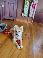 Reese, a male Pomsky for sale in Bowling Green, KY – 5 of 6