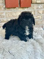 Lizzy, a female Cavapoo for sale in Bowling Green, KY – 5 of 5