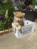 Reese, a male Pomsky for sale in Bowling Green, KY – 9 of 9