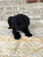 Nico, a male Miniature Bernedoodle for sale in Bowling Green, KY – 2 of 5