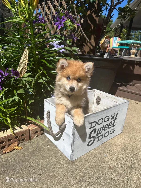 Reese – Pomsky puppy for sale in Bowling Green, KY