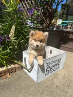 Reese, a male Pomsky for sale in Bowling Green, KY – 1 of 9