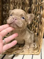 Butterscotch, a male French Bulldog for sale in Bowling Green, KY – 2 of 10