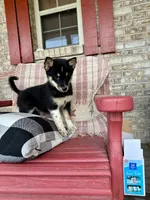 Harley, a female Pomsky for sale in Bowling Green, KY – 7 of 7