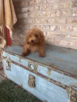 Cami, a female Miniature Labradoodle for sale in Bowling Green, KY – 6 of 7