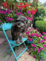 Leo, a male Cavapoo for sale in Bowling Green, KY – 5 of 5