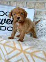 River, a female Cavapoo for sale in Bowling Green, KY – 3 of 8