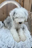 Nitro, a male Sheepadoodle for sale in Bowling Green, KY – 3 of 7