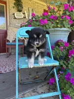 Avery, a female Pomsky for sale in Bowling Green, KY – 5 of 7