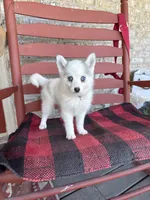Abby, a female Pomsky for sale in Bowling Green, KY – 5 of 5