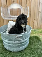Nico (special price), a male Miniature Bernedoodle for sale in Bowling Green, KY – 2 of 7