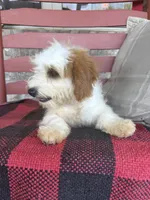 Bailey, a female Miniature Bernedoodle for sale in Bowling Green, KY – 6 of 8