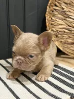 Butterscotch, a male French Bulldog for sale in Bowling Green, KY – 10 of 10