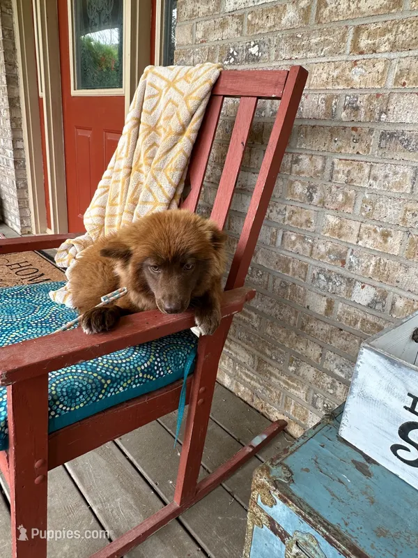 Cinnamon – Pomsky puppy for sale in Bowling Green, KY