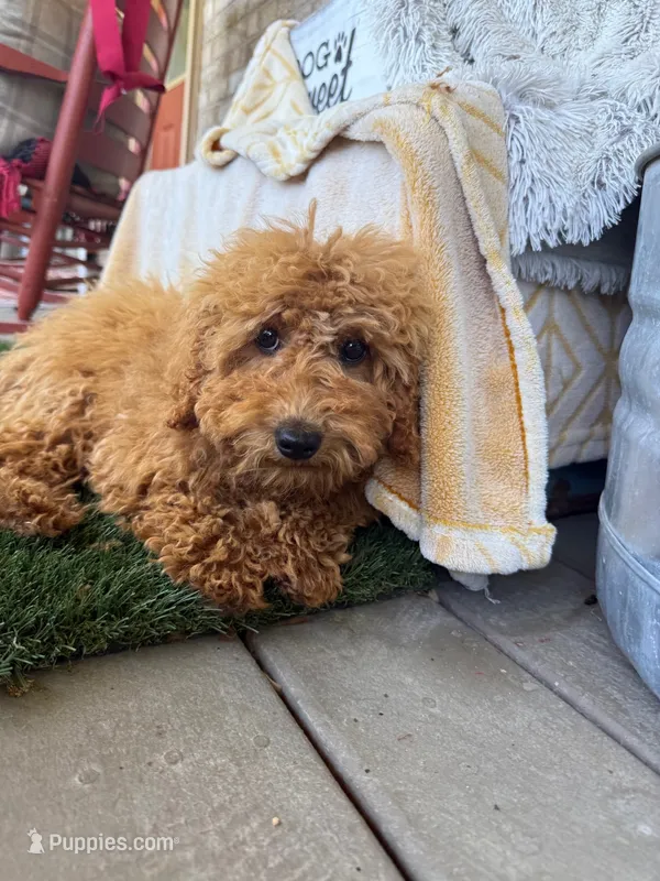 Jewels – Miniature Labradoodle puppy for sale in Bowling Green, KY